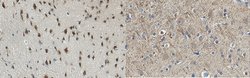 nSR100 (SRRM4), Rabbit anti-Mouse, Human, Polyclonal, Millipore Sigma 25&mu;g;